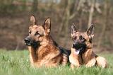 BERGER ALLEMAND 1251